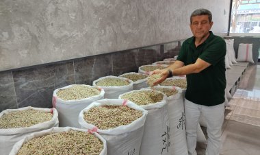 Nizip’te Boz fıstık sezonu kapandı 