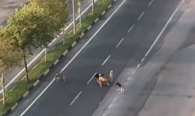 Nizip'te vatandaşlar başı boş köpeklerden tedirgin
