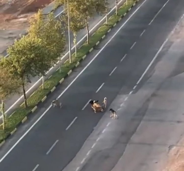 Nizip'te vatandaşlar başı boş köpeklerden tedirgin