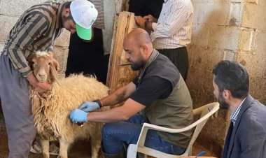 Küçükbaş hayvanlar salgın hastalıklara karşı aşılanıyor