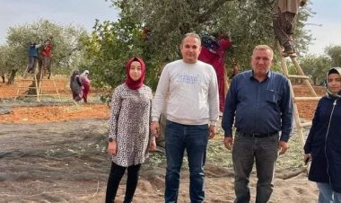 Zeytin hasadı başladı