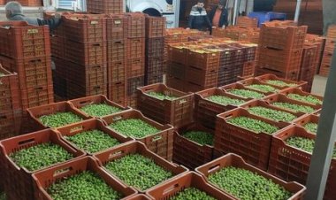 Nizip’te yeşil zeytin tezgaha indi