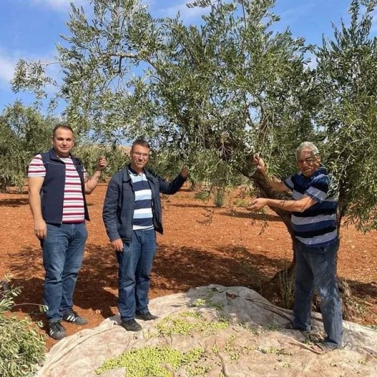 Zeytin zararları konusunda kontroller sürüyor