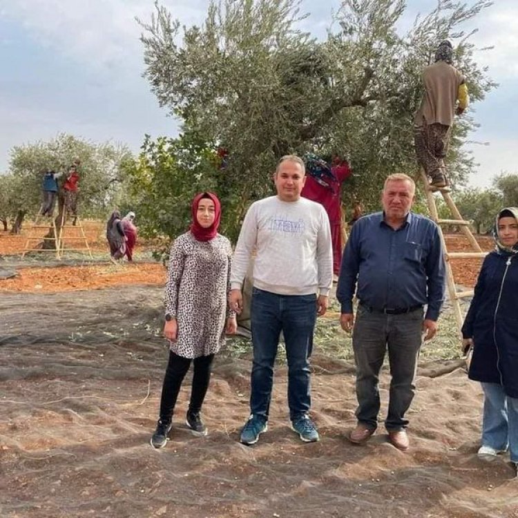 Zeytin hasadı başladı