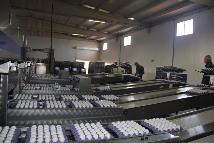Nizip’te kurulan modern tesiste yumurta üreteliyor