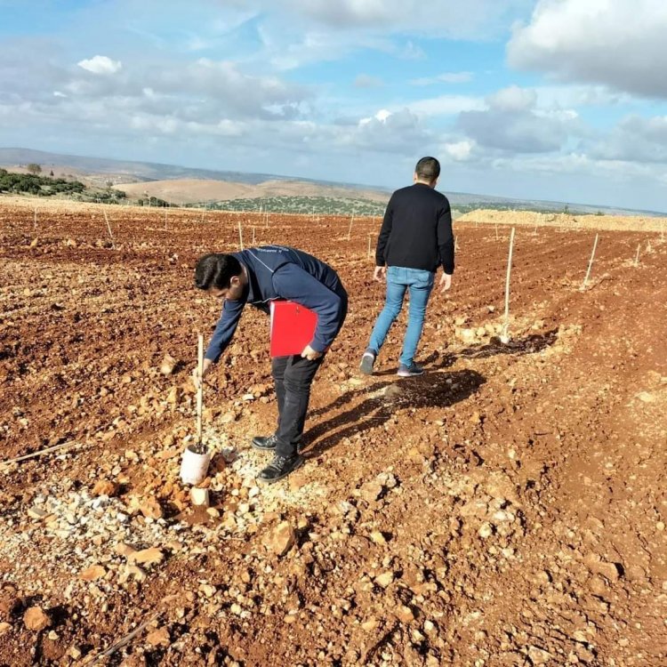 Nizip'te tarlalarda sertifikalı fidan kontrolleri