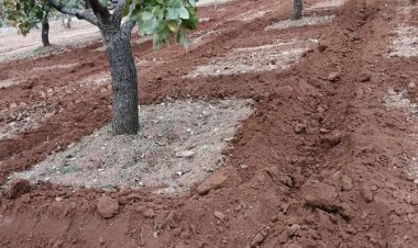 Antepfıstığı Bahçelerinde Taban Gübresi Uygulaması