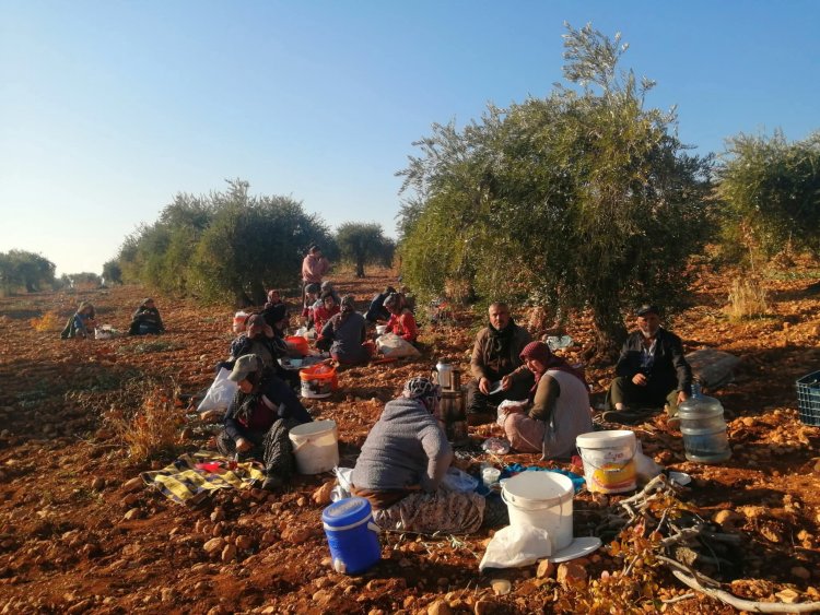 Bereketli Topraklarda Zeytin Mesaisi Başladı: Nizip’te Hasat Zamanı