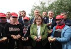 NİZİP ZEYTİN FESTİVALİ’NDE PROTOKOL ÜYELERİ ÇİFTÇİLERLE BİRLİKTE ZEYTİN HASADI YAPTI