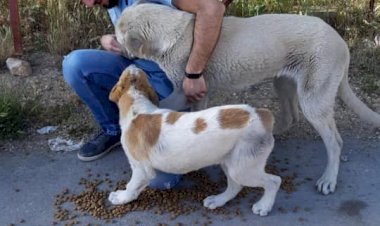Hayatlarını sokak hayvanlarına adadılar