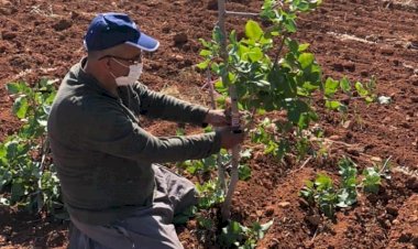 Antepfıstığı Aşı’lanıyor