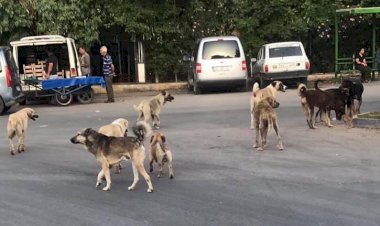 Başıboş Köpekler Tehlike Saçıyor