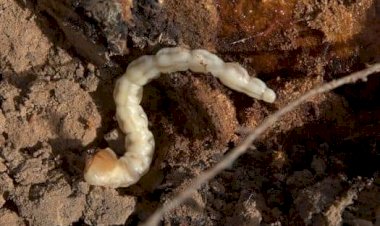 Nizip ilçe ve Orman Müdürlüğü Uyardı