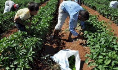 Nizip‘te biber hasadı başladı