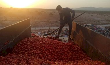 Çürümüş domatesleri salça yapıp satacaklardı