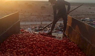 Çürümüş domatesleri salça yapıp satacaklardı