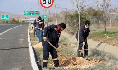 Nizip’te ağaçlandırma çalışmaları