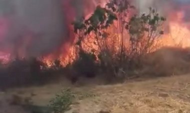 Nizip'te Fıstık Ağaçları Yandı