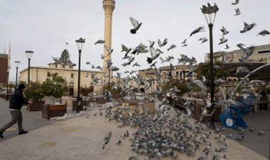 Belediye ekipleri kuşlara yem bıraktı