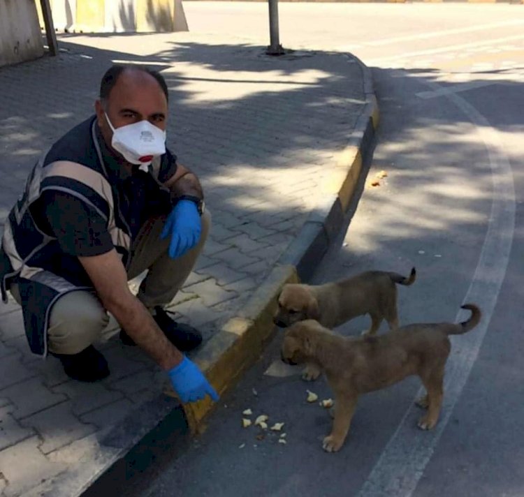 Polis memurundan sokak hayvanlarına yem ve su