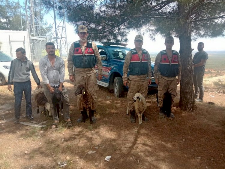 Nizip Jandarma Kayıp Koyunları Buldu