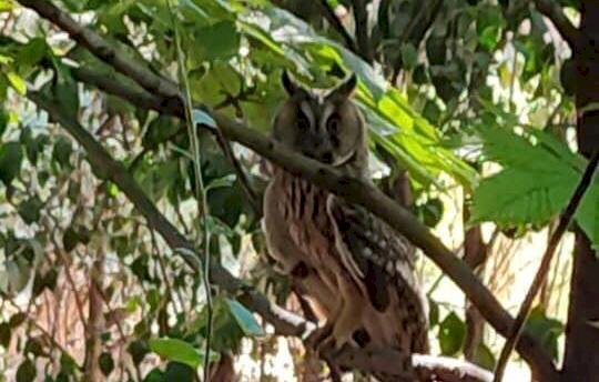 "Kulaklı Orman Baykuşu" Nizip’te görüntülendi