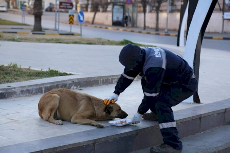 Nizip Belediyesi Sokak hayvanlarını unutmuyor