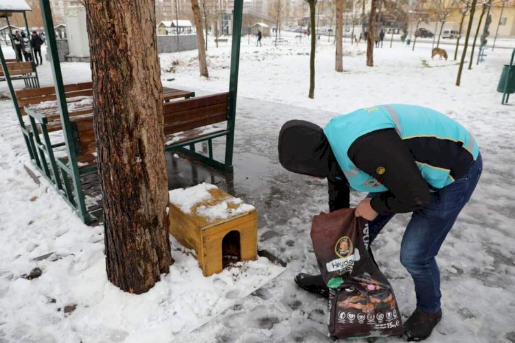 Nizip Belediyesi Sokak hayvanlarını unutmadı.