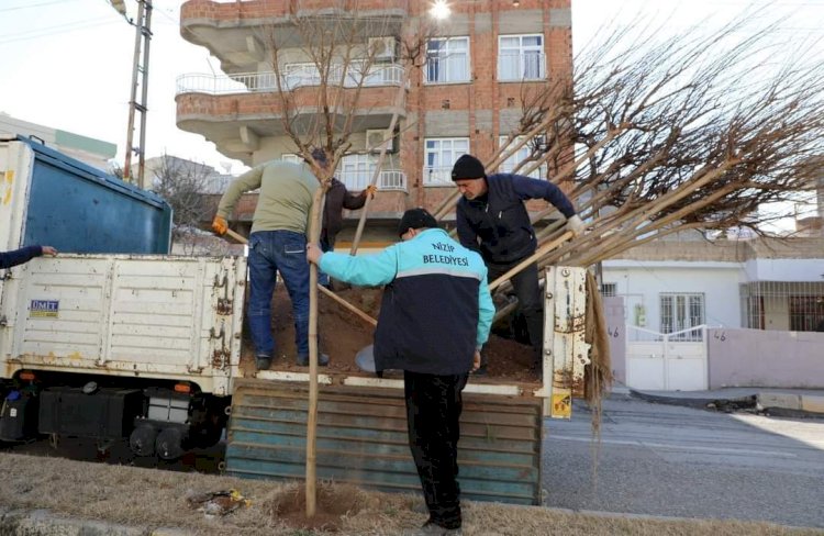 Nizip’te ağaçlandırma çalışması