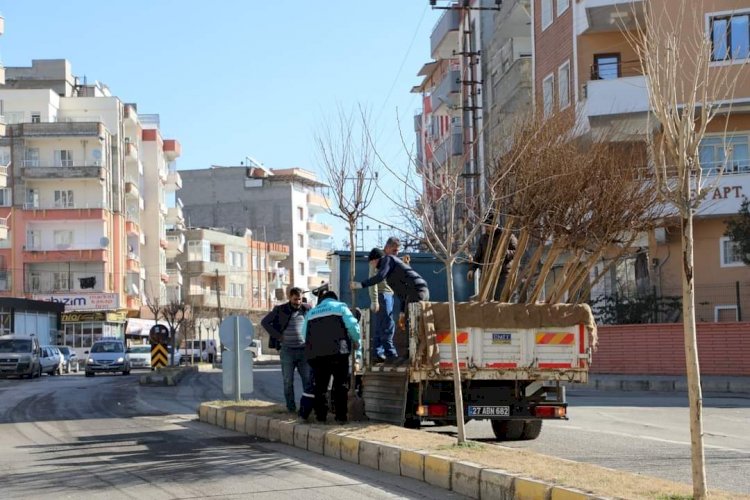 Nizip’te ağaçlandırma çalışması