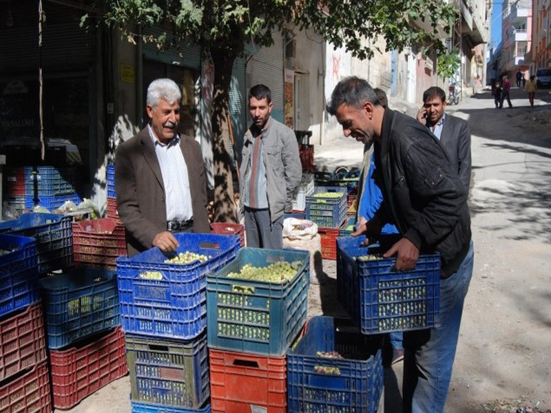 ZEYTİN SATIŞLARI BAŞLADI