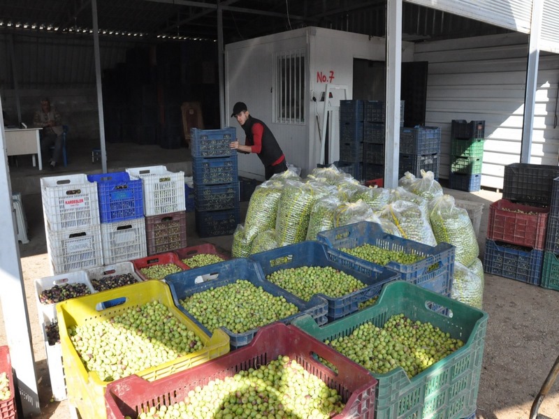 Nizipte hasat sonrası zeytin satışı