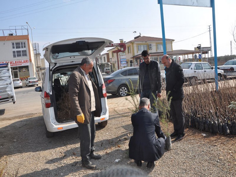 NİZİP TE FİDAN SATIŞLARI BAŞLADI 