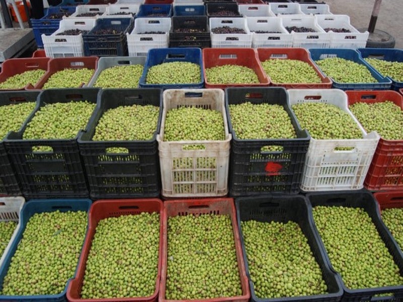 ZEYTİN SATIŞLARI BAŞLADI