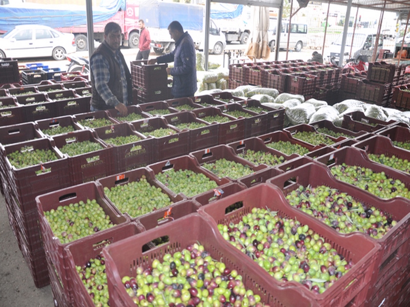 ZEYTİN SATIŞLARI BAŞLADI